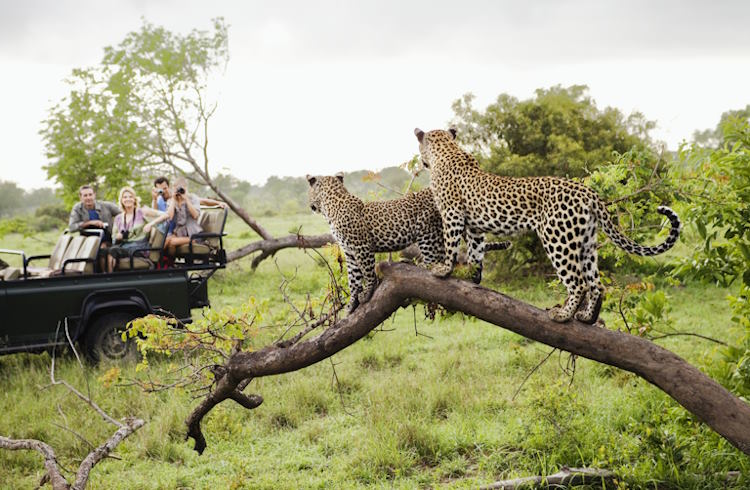 Tanzania Safari