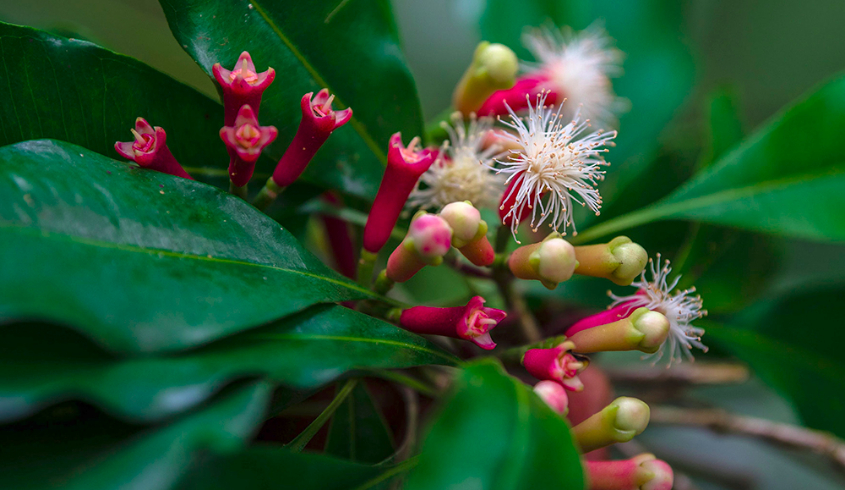 Spice Farm Tour