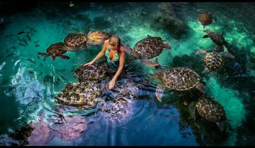 Baraka Natural Aquarium